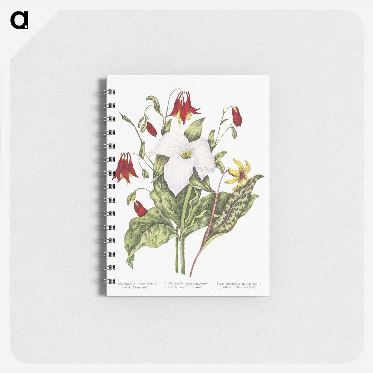 1-3_Canadian-Wild-Flowers_memo