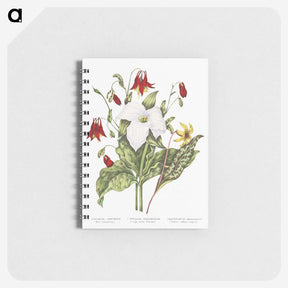 1-3_Canadian-Wild-Flowers_memo