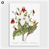 1-3_Canadian-Wild-Flowers_picture-crop