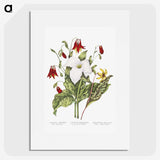 1-3_Canadian-Wild-Flowers_picture