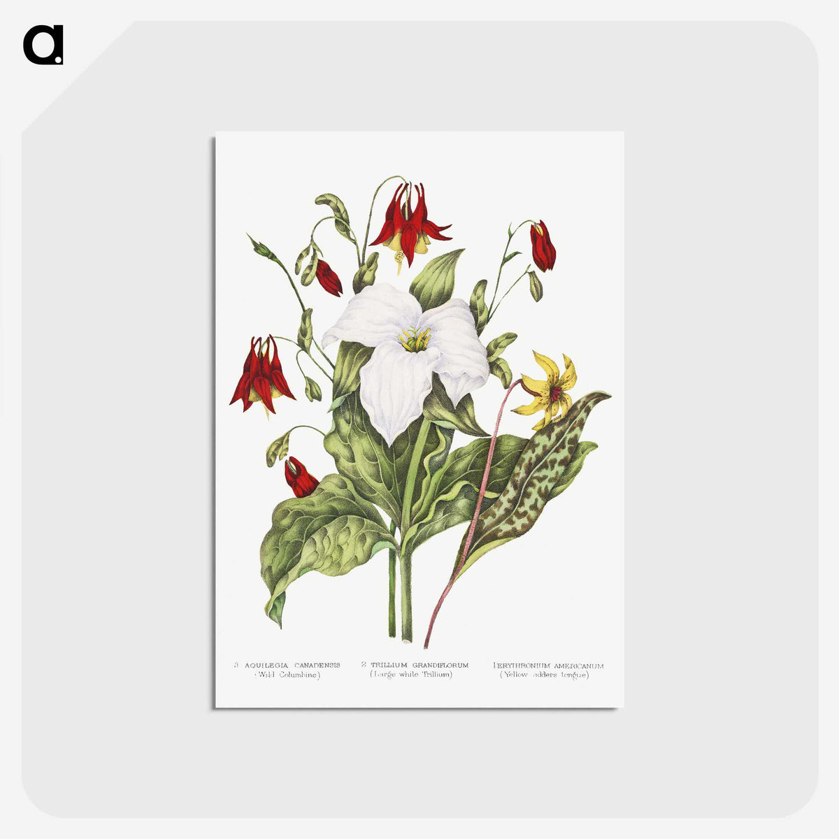 1-3_Canadian-Wild-Flowers_postcard