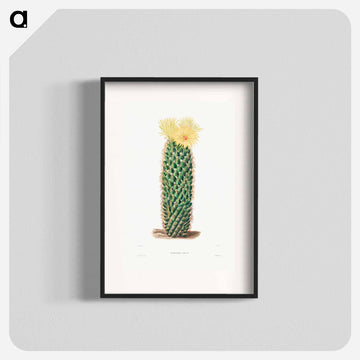 Hedgehog Cactus
 - シャルル アントワーヌ ルメール Poster.