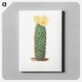 アートパネル-Hedgehog Cactus
 - シャルル アントワーヌ ルメール Canvas.
