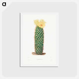アートポストカード-Hedgehog Cactus
 - シャルル アントワーヌ ルメール Postcard.