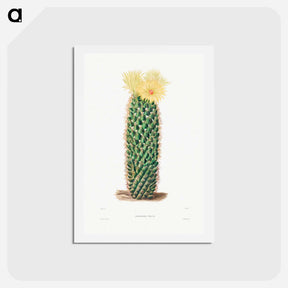 アートポストカード-Hedgehog Cactus
 - シャルル アントワーヌ ルメール Postcard.