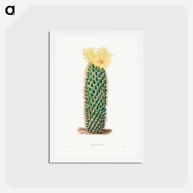 アートポストカード-Hedgehog Cactus
 - シャルル アントワーヌ ルメール Postcard.