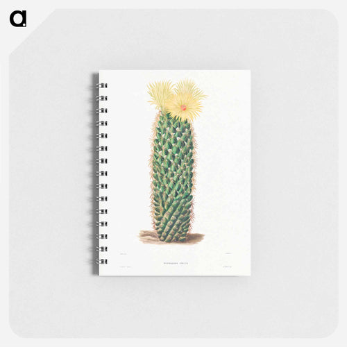 Hedgehog Cactus
 - シャルル アントワーヌ ルメール Memo.