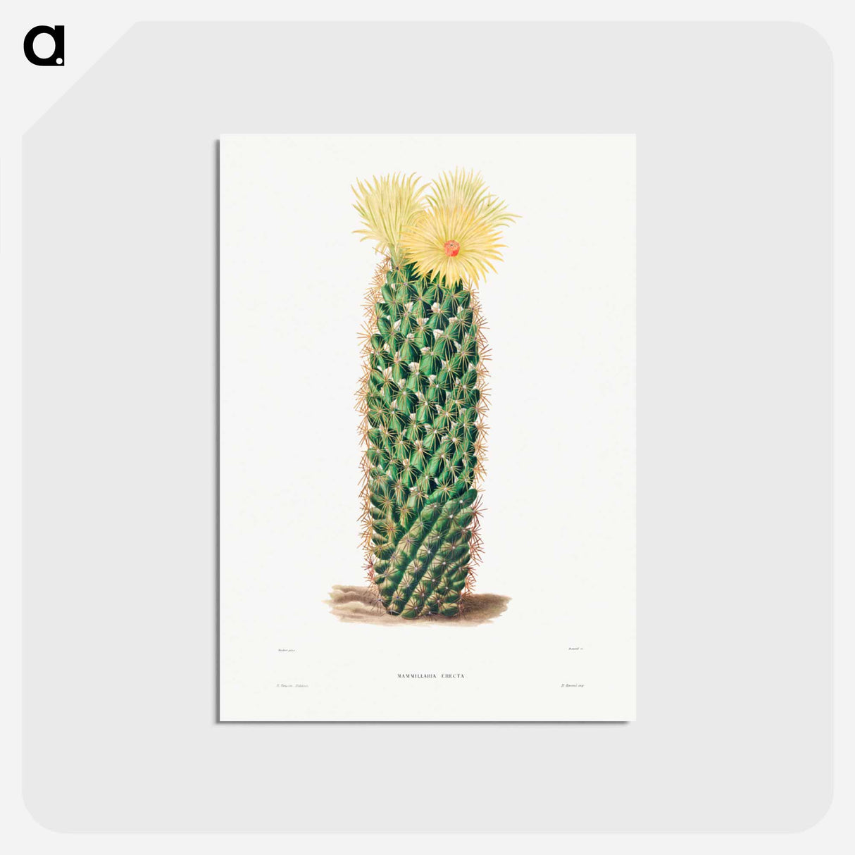 アートポストカード-Hedgehog Cactus
 - シャルル アントワーヌ ルメール Postcard.