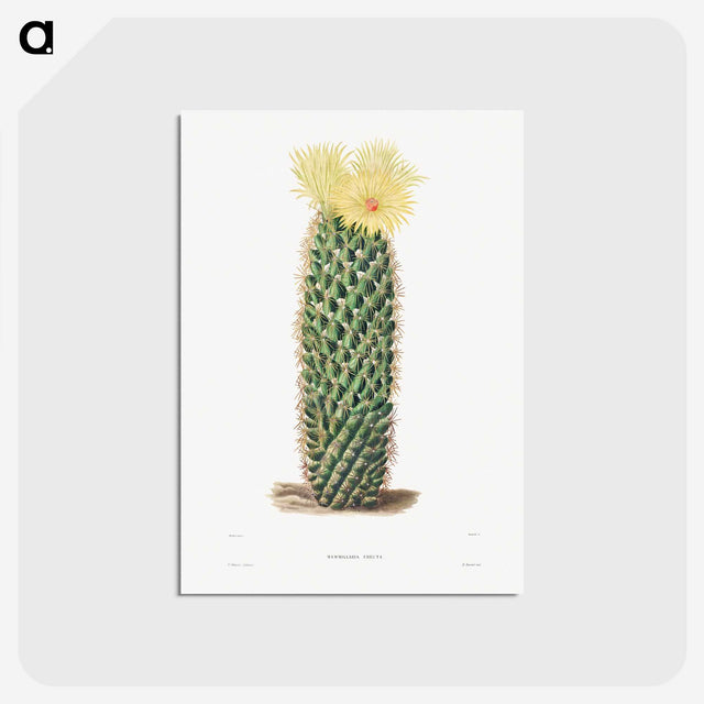 1-3_Charles-Antoine-Lemaire_postcard