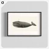 1-3_Charles-Melville-Scammon_blk