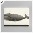 1-3_Charles-Melville-Scammon_canvas