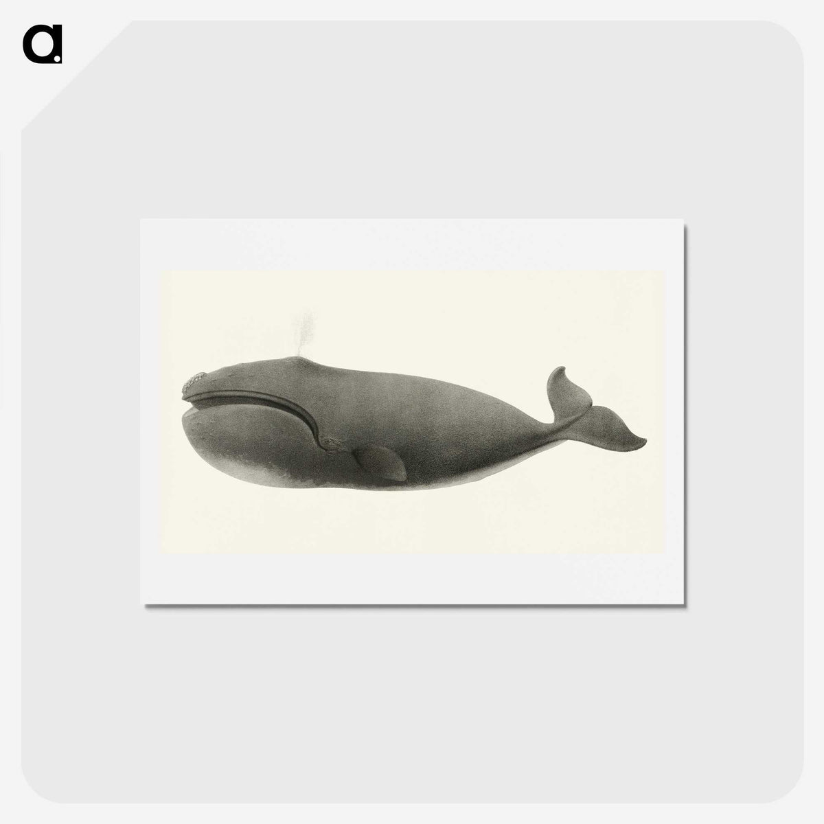 1-3_Charles-Melville-Scammon_hagaki