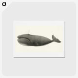1-3_Charles-Melville-Scammon_hagaki