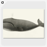 1-3_Charles-Melville-Scammon_picture-crop