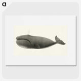 1-3_Charles-Melville-Scammon_picture
