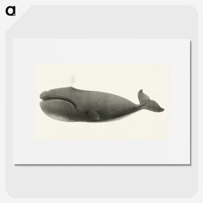 1-3_Charles-Melville-Scammon_picture
