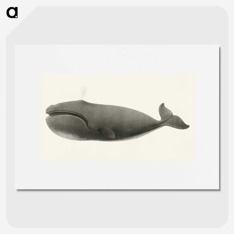 1-3_Charles-Melville-Scammon_picture