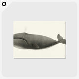 1-3_Charles-Melville-Scammon_postcard