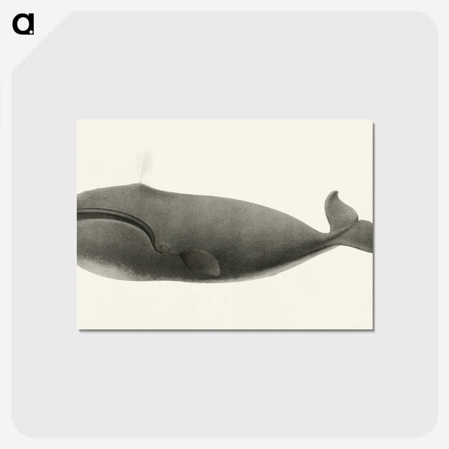 1-3_Charles-Melville-Scammon_postcard