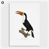 1-3_Des-Oiseaux-de-Paradis_picture