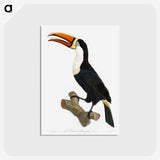1-3_Des-Oiseaux-de-Paradis_postcard