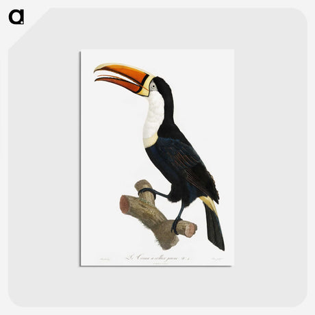1-3_Des-Oiseaux-de-Paradis_postcard