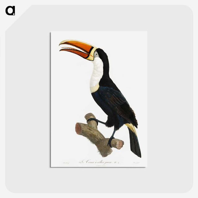 1-3_Des-Oiseaux-de-Paradis_postcard