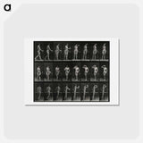 アートポストカード-Woman with Goblet
 - エドワード マイブリッジ Postcard.