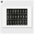1-3_Eadweard-Muybridge_picture