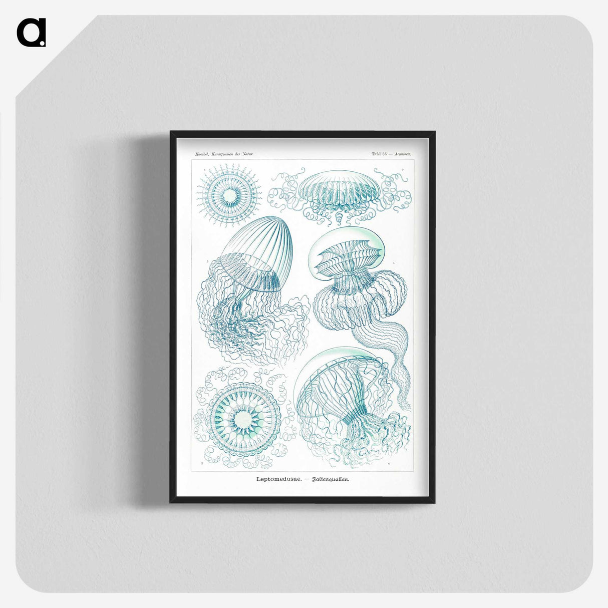 1-3_Ernst-Haeckel_blk-crop