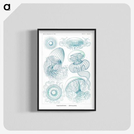 1-3_Ernst-Haeckel_blk-crop