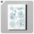 1-3_Ernst-Haeckel_canvas