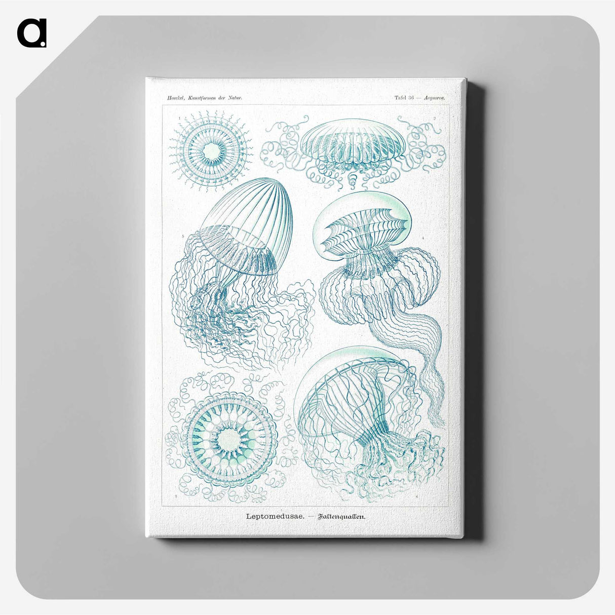 1-3_Ernst-Haeckel_canvas