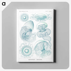 1-3_Ernst-Haeckel_canvas