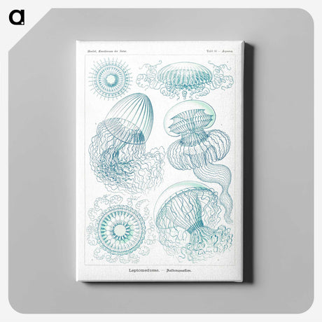 1-3_Ernst-Haeckel_canvas
