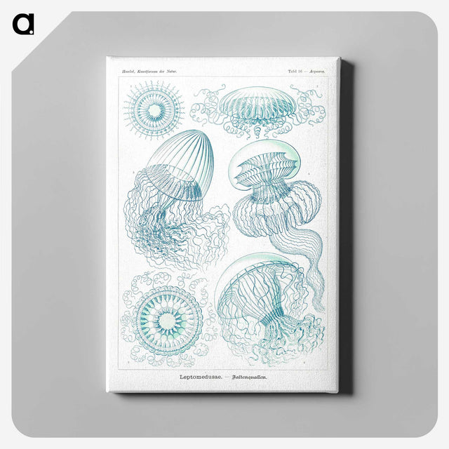1-3_Ernst-Haeckel_canvas