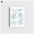 1-3_Ernst-Haeckel_memo