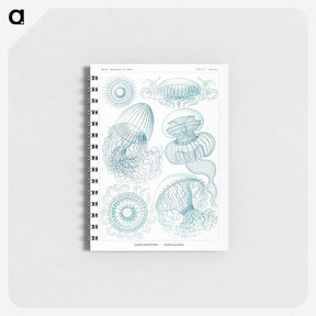 1-3_Ernst-Haeckel_memo