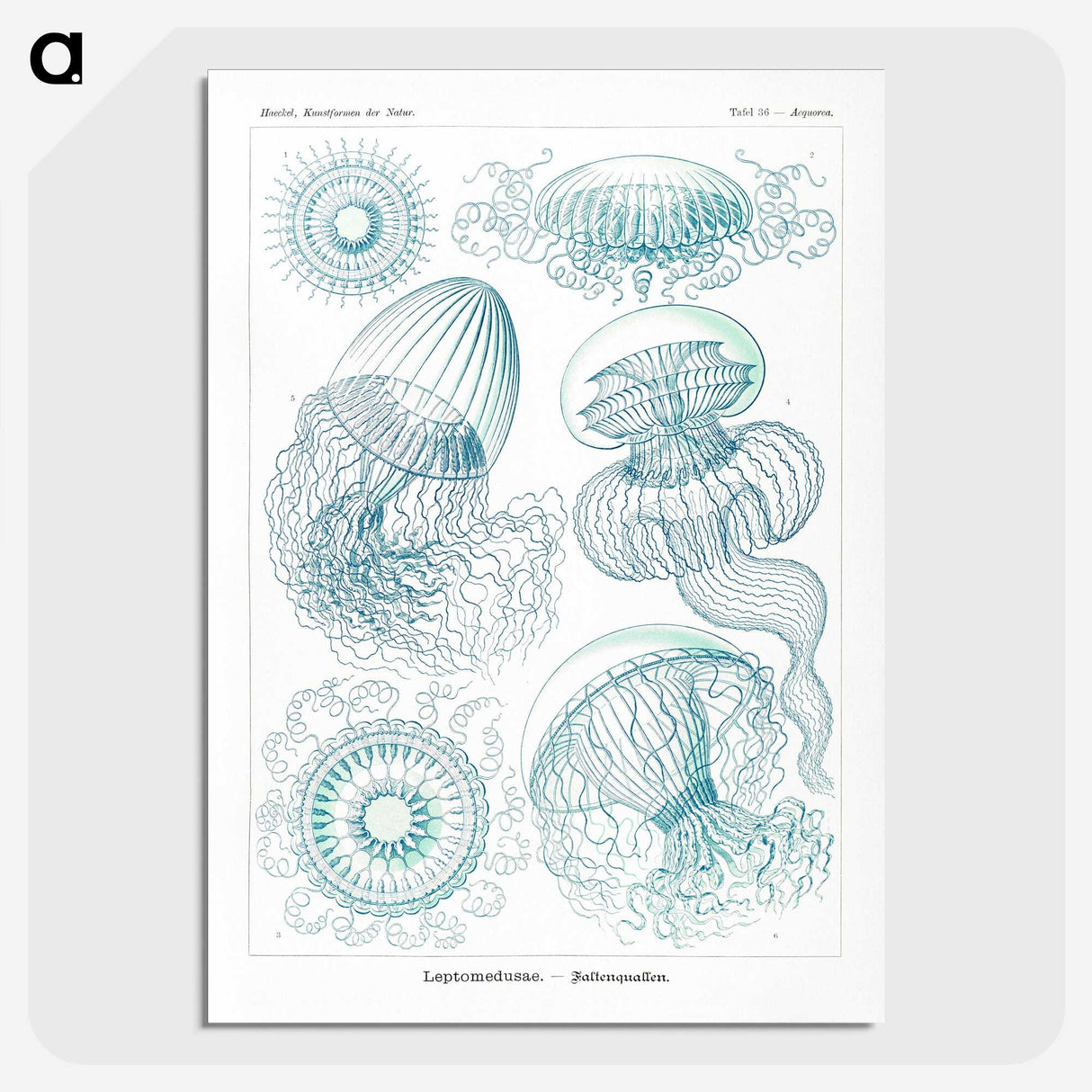 1-3_Ernst-Haeckel_picture-crop