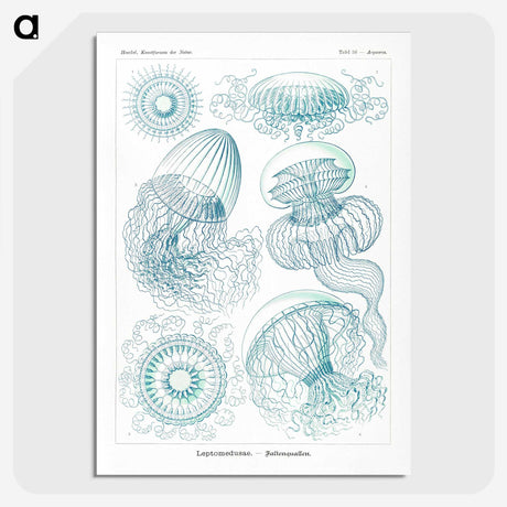 1-3_Ernst-Haeckel_picture-crop