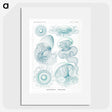 1-3_Ernst-Haeckel_picture