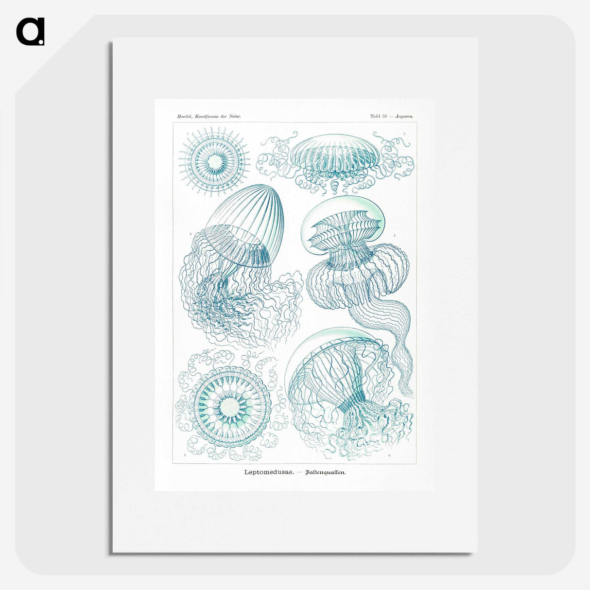 1-3_Ernst-Haeckel_picture