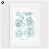 1-3_Ernst-Haeckel_picture