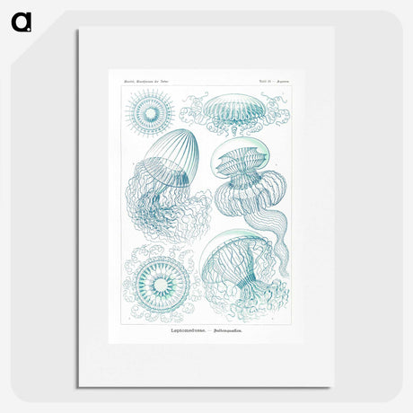 1-3_Ernst-Haeckel_picture