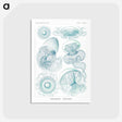 1-3_Ernst-Haeckel_postcard