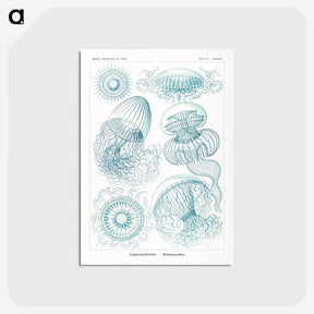 1-3_Ernst-Haeckel_postcard