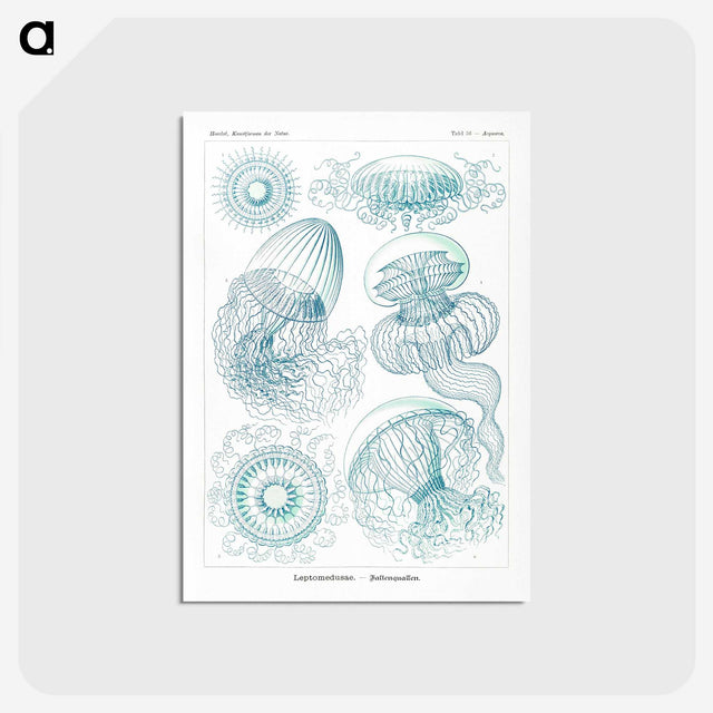 1-3_Ernst-Haeckel_postcard