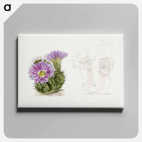 アートパネル-Purple Cactus
 - サボテン科 Canvas.