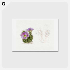 アートポストカード-Purple Cactus
 - サボテン科 Postcard.