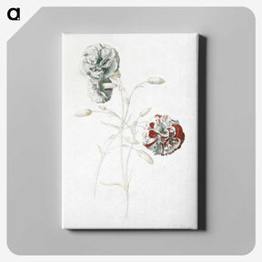 1-3_Georg-Dionysius-Ehret_canvas